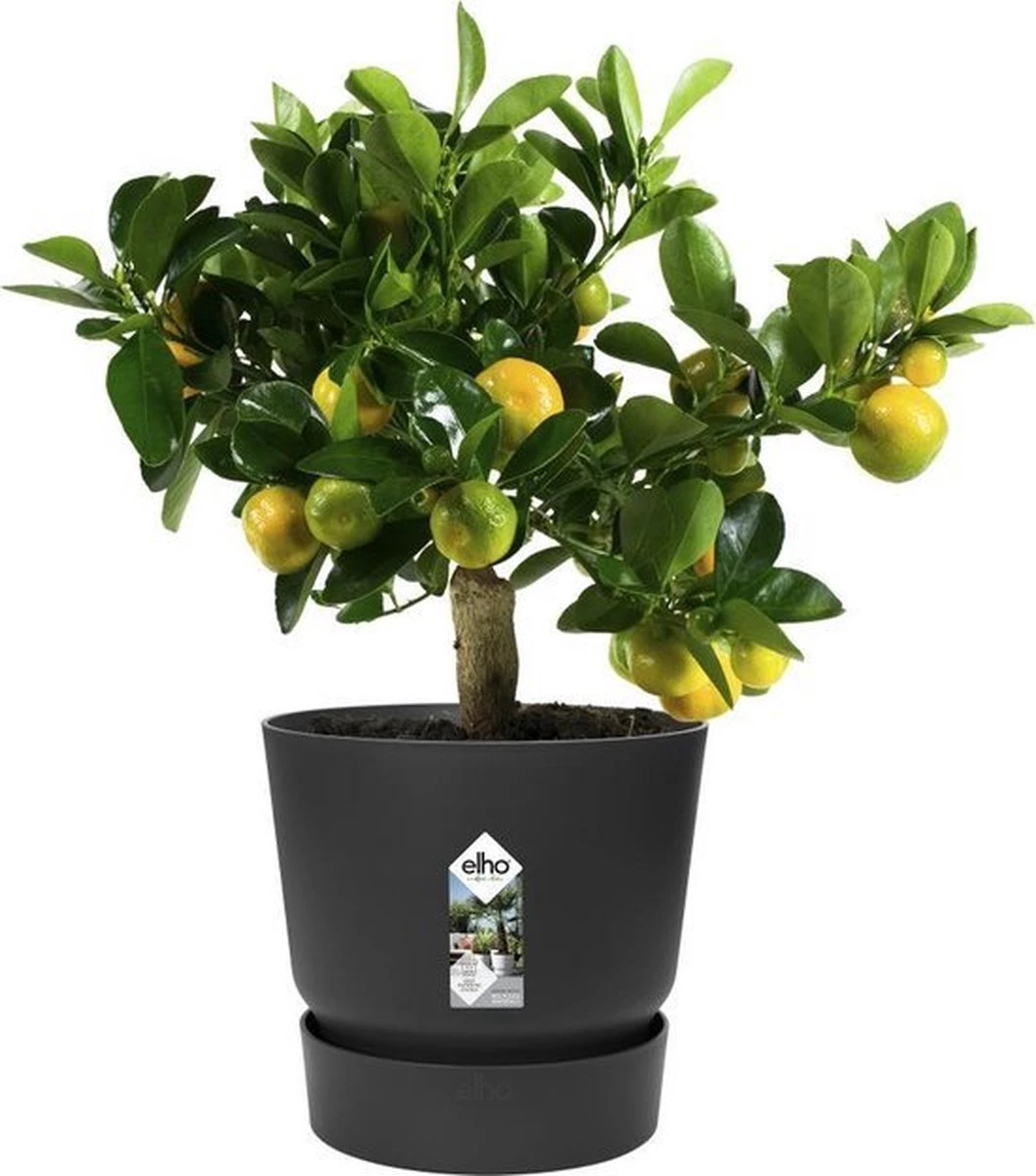 Elho Greenville Rond 30 - Grote Bloempot Voor Buiten - Gemaakt Van Gereycled Plastic - Ø 29.5 X H 27.8 Cm - Living Black 8 Elho Greenville Rond 30 - Grote Bloempot Voor Buiten - Gemaakt Van Gereycled Plastic - Ø 29.5 X H 27.8 Cm - Living Black - Afbeelding 6