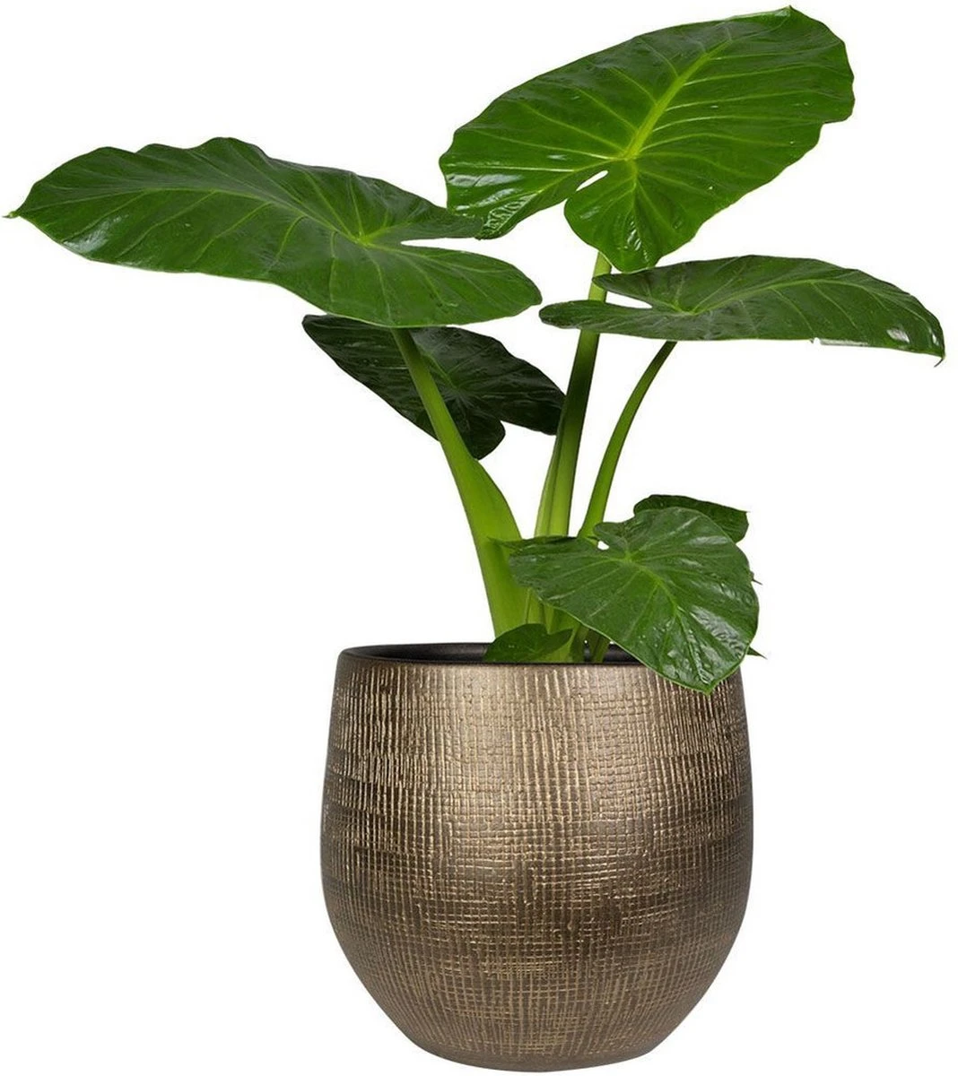 Steege Plantenpot - Modern Design - Goudkleurig - 32 X 36 Cm - Bloempot 4 Steege Plantenpot - Modern Design - Goudkleurig - 32 X 36 Cm - Bloempot - Afbeelding 2