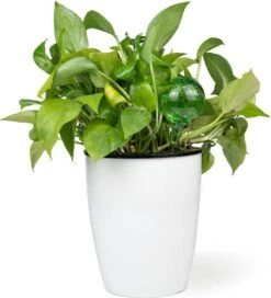 Merkloos Decopatent® 4 Stuks - Waterdruppelaar Voor Planten - Watergever - Glas - Waterbollen - Watergeefsysteem - Plantenbollen - Groen 17 Merkloos Decopatent® 4 Stuks - Waterdruppelaar Voor Planten - Watergever - Glas - Waterbollen - Watergeefsysteem - Plantenbollen - Groen -Tuinverzorgings Winkel 1091x1200 1