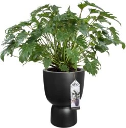 Elho Pure Coupe 35 - Bloempot Voor Binnen & Buiten - Ø 34.9 X H 49.0 Cm - Zwart/Zwart -Tuinverzorgings Winkel 1181x1200 1