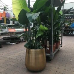 Gina Da Bloempot Karakter Goud - XL -Tuinverzorgings Winkel 1191x1200 6