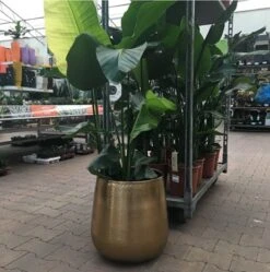 Merkloos Bloempot Karakter Goud - L 11 Merkloos Bloempot Karakter Goud - L -Tuinverzorgings Winkel 1191x1200 9