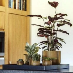 Capi Europe - Bloempot Bol Groove XL - 33x35 - Goud - Bloempot Voor Binnen - Opening ⌀28 - GVGB932 -Tuinverzorgings Winkel 1195x1200 8