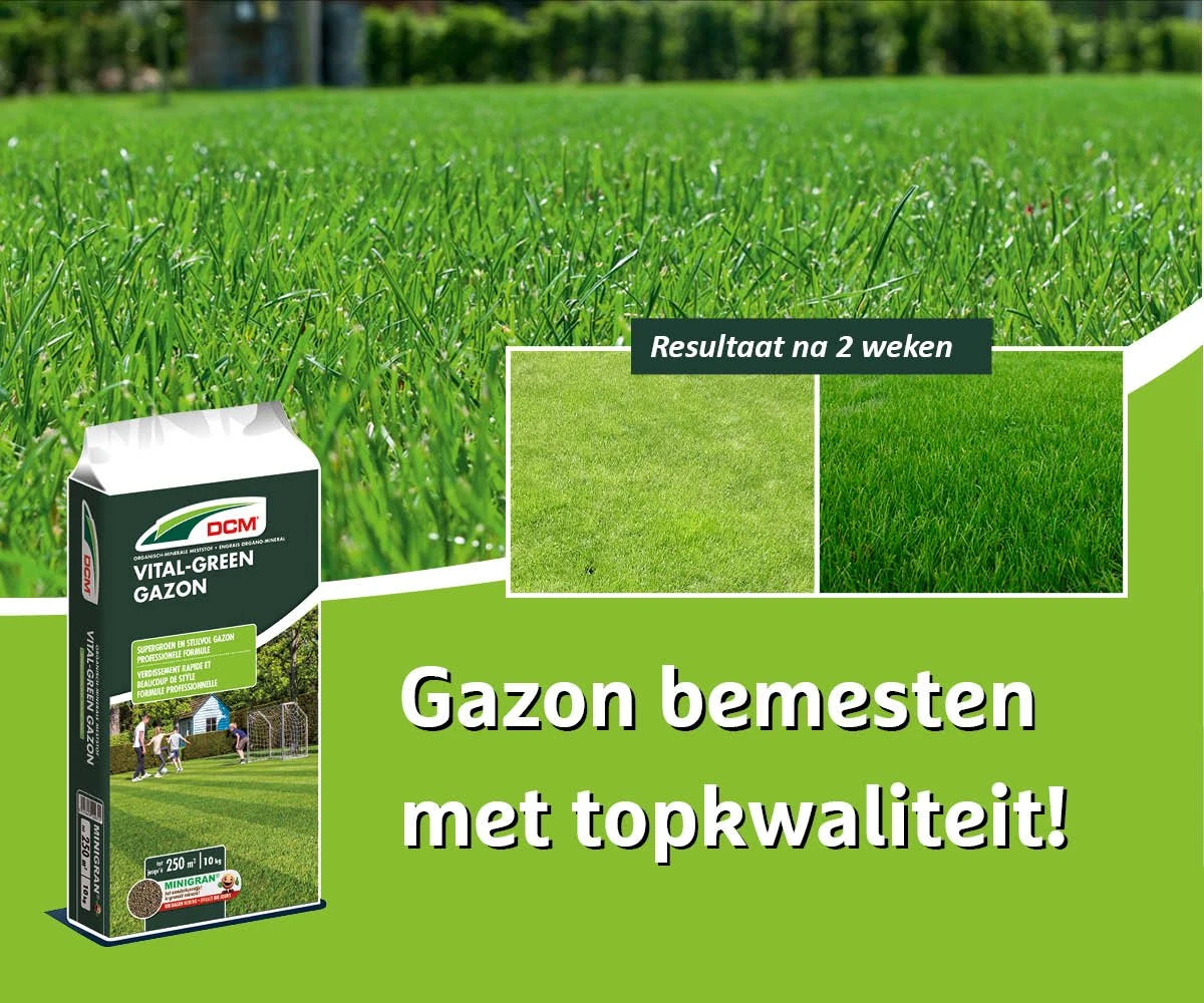 DCM Vital-Green Gazon - Gazonmest - Gazonmeststof Met MINIGRAN® Technology - 75m2 - 3 Kg 5 DCM Vital-Green Gazon - Gazonmest - Gazonmeststof Met MINIGRAN® Technology - 75m2 - 3 Kg - Afbeelding 3
