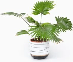 Bloempotten Binnen - Keramiek - Gouden Rand - Bloempot Buiten - Afvoergat 24 - Small Set Van 3 - 15 Cm -Tuinverzorgings Winkel 1200x1016