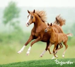 Kalk Korrel Meststof Verrijkt Met Magnesium (5Kg - Voor 100m2) Voor Dieper Bladgroen (+PH) Speciaal Voor Gazon, Perken, Moestuin En Openbaar Groen - Organifer 24 Kalk Korrel Meststof Verrijkt Met Magnesium (5Kg - Voor 100m2) Voor Dieper Bladgroen (+PH) Speciaal Voor Gazon, Perken, Moestuin En Openbaar Groen - Organifer -Tuinverzorgings Winkel 1200x1071