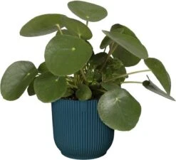 Elho Vibes Fold Rond 22 - Bloempot Voor Binnen - Ø 22.0 X H 20.2 Cm - Diepblauw -Tuinverzorgings Winkel 1200x1093 4