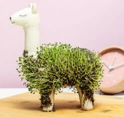 Gift Republic Lama Bloempot Met Zaadjes -Tuinverzorgings Winkel 1200x1137