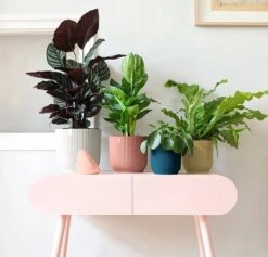 Elho Vibes Fold Rond 25 - Bloempot Voor Binnen - Ø 25.0 X H 23.0 Cm - Delicaat Roze 16 Elho Vibes Fold Rond 25 - Bloempot Voor Binnen - Ø 25.0 X H 23.0 Cm - Delicaat Roze -Tuinverzorgings Winkel 1200x1149 3