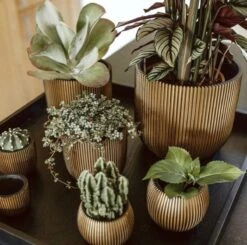 Capi Europe - Bloempot Bol Groove XL - 33x35 - Goud - Bloempot Voor Binnen - Opening ⌀28 - GVGB932 -Tuinverzorgings Winkel 1200x1191 4