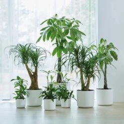 Elho B.for Soft Rond 30 - Bloempot Voor Binnen - Ø 29.5 X H 27.6 Cm - Wit -Tuinverzorgings Winkel 1200x1200 1062