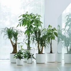 Elho B.for Soft Rond 30 - Bloempot Voor Binnen - Ø 29.5 X H 27.6 Cm - Wit -Tuinverzorgings Winkel 1200x1200 1063