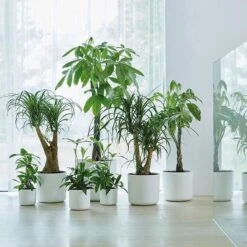 Elho B.for Soft Rond 30 - Bloempot Voor Binnen - Ø 29.5 X H 27.6 Cm - Wit -Tuinverzorgings Winkel 1200x1200 1065