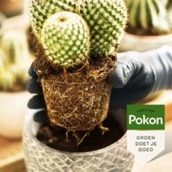 Pokon Cactus & Vetplant Voeding - 250ml - Plantenvoeding - 20ml Per 1L Water -Tuinverzorgings Winkel 1200x1200 107