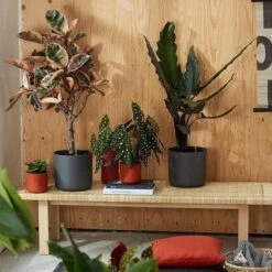 Elho B.for Soft Rond 22 - Bloempot Voor Binnen - Ø 22.3 X H 20.4 Cm - Zwart/Antraciet -Tuinverzorgings Winkel 1200x1200 1147