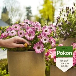 Pokon Voedingskegels Voor Terras- & Balkonplanten - 40 Stuks - 180 Dagen Voeding - Plantenvoeding -Tuinverzorgings Winkel 1200x1200 126