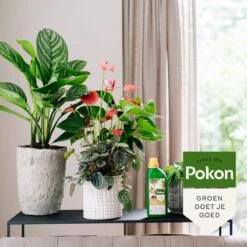 Pokon Kamerplanten Voeding - 500ml - Plantenvoeding - 20ml Per 1L Water 12 Pokon Kamerplanten Voeding - 500ml - Plantenvoeding - 20ml Per 1L Water -Tuinverzorgings Winkel 1200x1200 131