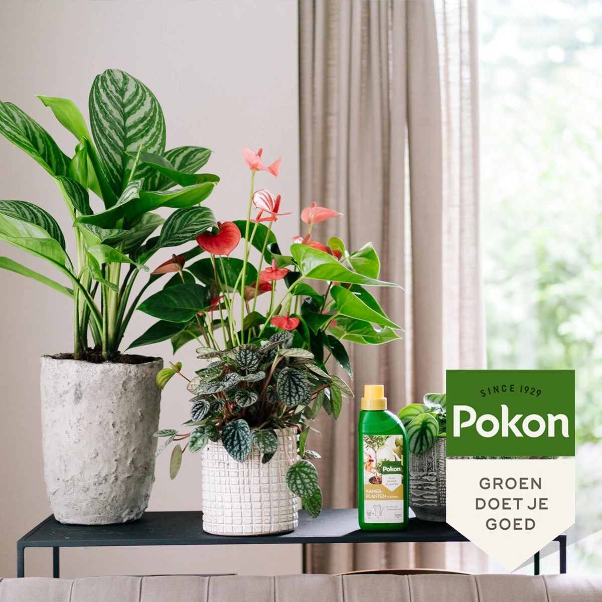 Pokon Kamerplanten Voeding - 500ml - Plantenvoeding - 20ml Per 1L Water 7 Pokon Kamerplanten Voeding - 500ml - Plantenvoeding - 20ml Per 1L Water - Afbeelding 5