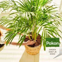 Pokon Palm Voeding - 250ml - Plantenvoeding - 10ml Per 1L Water -Tuinverzorgings Winkel 1200x1200 151