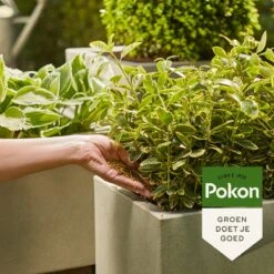 Pokon Voedingskorrels Voor Groene Planten - 800gr - 180 Dagen Voeding - Plantenvoeding -Tuinverzorgings Winkel 1200x1200 153