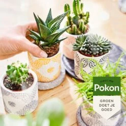 Pokon Bio Cactus & Vetplant Voeding - 250ml - Plantenvoeding (bio) - 7ml Per 1L Water 13 Pokon Bio Cactus & Vetplant Voeding - 250ml - Plantenvoeding (bio) - 7ml Per 1L Water -Tuinverzorgings Winkel 1200x1200 157