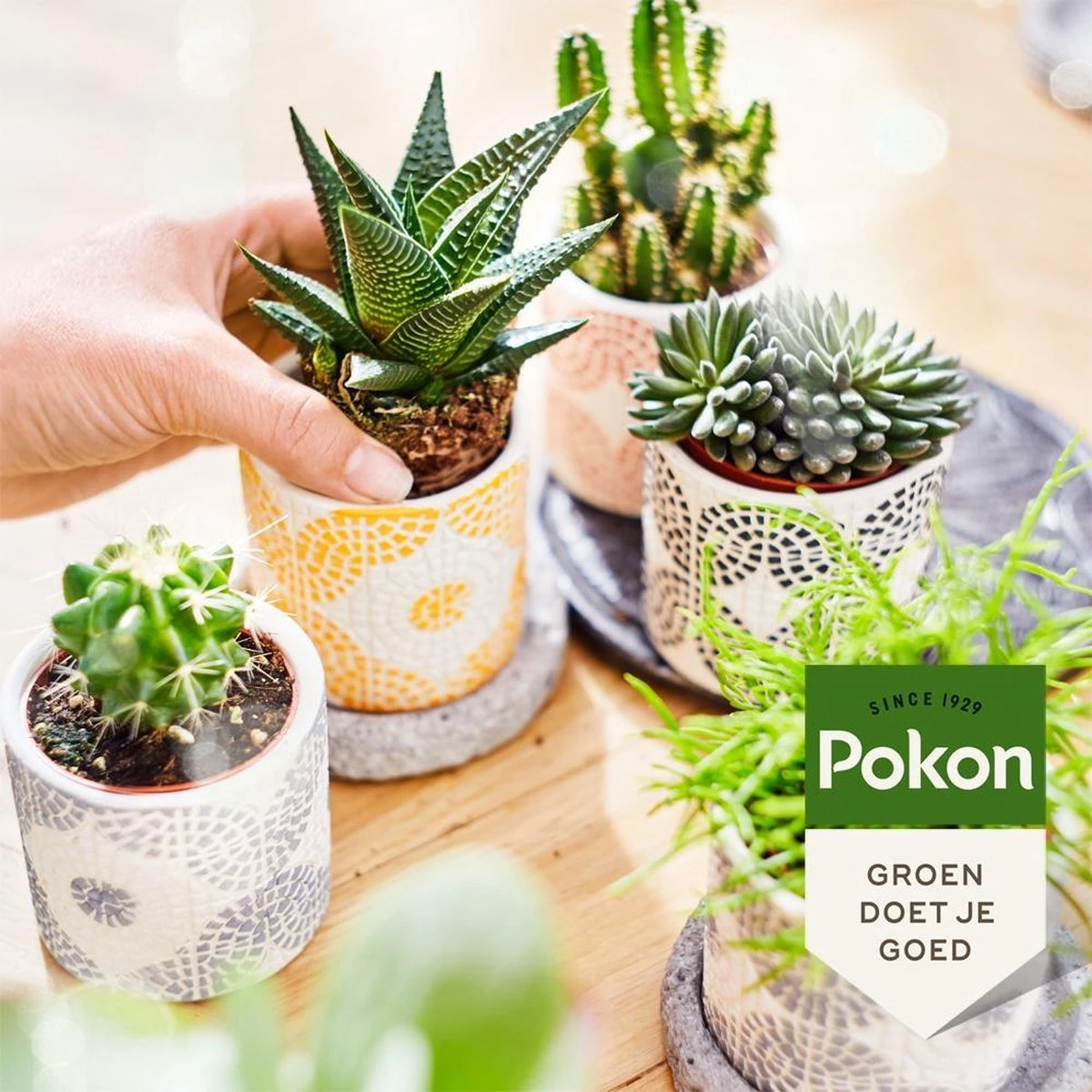 Pokon Bio Cactus & Vetplant Voeding - 250ml - Plantenvoeding (bio) - 7ml Per 1L Water 7 Pokon Bio Cactus & Vetplant Voeding - 250ml - Plantenvoeding (bio) - 7ml Per 1L Water - Afbeelding 5