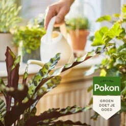 Pokon Bio Kamerplanten Voeding - 500ml - Plantenvoeding (bio) - 7ml Per 1L Water 14 Pokon Bio Kamerplanten Voeding - 500ml - Plantenvoeding (bio) - 7ml Per 1L Water -Tuinverzorgings Winkel 1200x1200 168