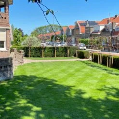 Snelwerkende Gazonmest Voor 100m² Gras | Meststof Voor Lente En Zomer | Ideaal Voor Meststofstrooier | Gazonbemesting 19 Snelwerkende Gazonmest Voor 100m² Gras | Meststof Voor Lente En Zomer | Ideaal Voor Meststofstrooier | Gazonbemesting -Tuinverzorgings Winkel 1200x1200 183