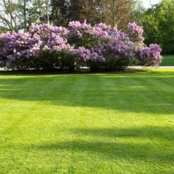 Snelwerkende Gazonmest Voor 100m² Gras | Meststof Voor Lente En Zomer | Ideaal Voor Meststofstrooier | Gazonbemesting 20 Snelwerkende Gazonmest Voor 100m² Gras | Meststof Voor Lente En Zomer | Ideaal Voor Meststofstrooier | Gazonbemesting -Tuinverzorgings Winkel 1200x1200 184