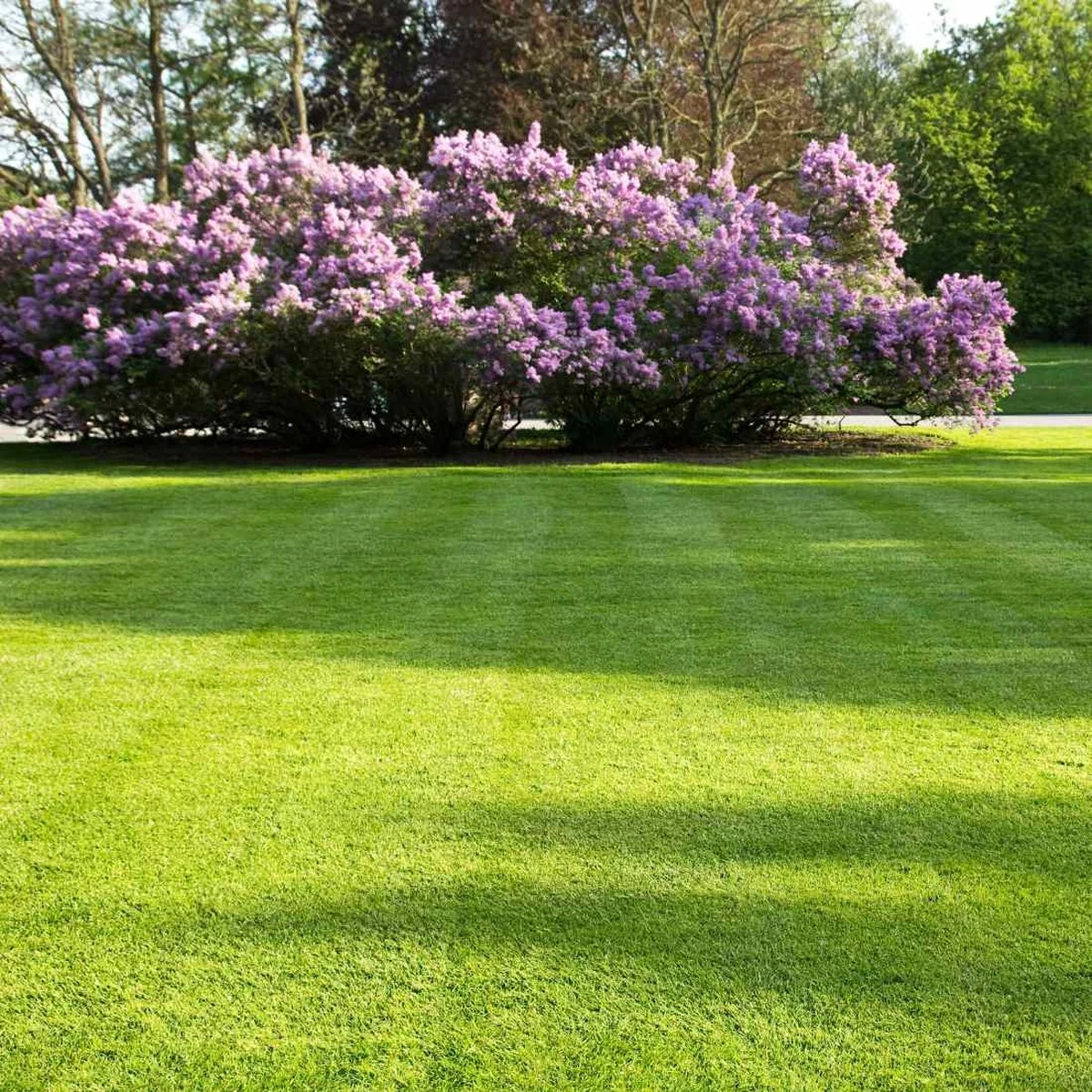 Snelwerkende Gazonmest Voor 100m² Gras | Meststof Voor Lente En Zomer | Ideaal Voor Meststofstrooier | Gazonbemesting 9 Snelwerkende Gazonmest Voor 100m² Gras | Meststof Voor Lente En Zomer | Ideaal Voor Meststofstrooier | Gazonbemesting - Afbeelding 7