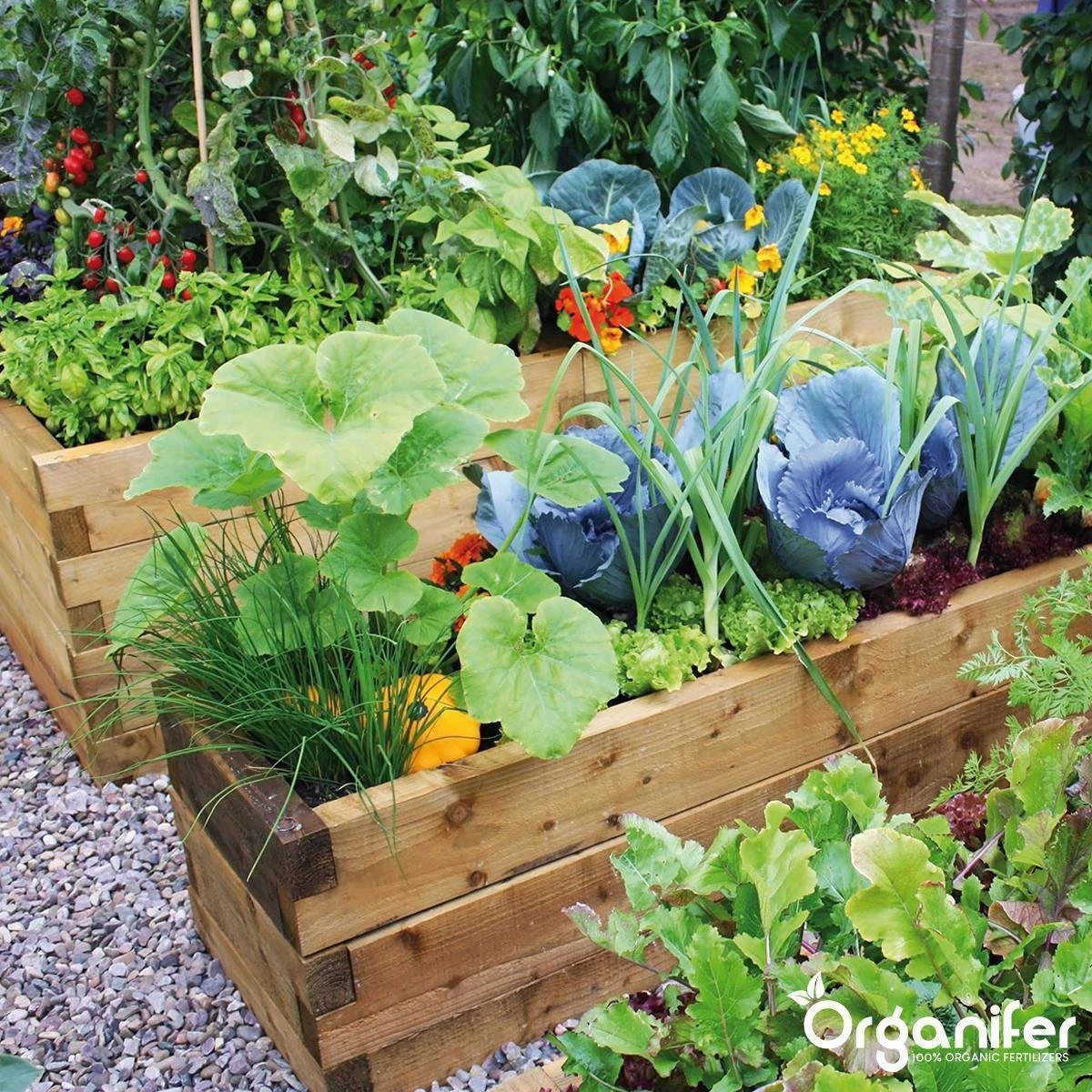 Koemestkorrels 3in1 (20Kg Voor 200m2) Allround Organische Meststof - Direct Opneembare Voeding - Langdurige Werking > 120 Dagen - Geurloos - Verbeterd Bodem - Lavameel Toevoeging - Versterkt Gras En Planten - Organifer 6 Koemestkorrels 3in1 (20Kg Voor 200m2) Allround Organische Meststof - Direct Opneembare Voeding - Langdurige Werking > 120 Dagen - Geurloos - Verbeterd Bodem - Lavameel Toevoeging - Versterkt Gras En Planten - Organifer - Afbeelding 4