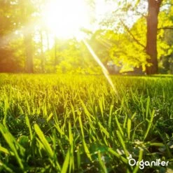 Gazonmest All-In-One (20Kg - Voor 400m2) Voor Een Diepgroen Sterk Gazon Zonder Mos En Onkruid - Complete Meststof Met Kalk En Grasversterker - Organifer -Tuinverzorgings Winkel 1200x1200 202