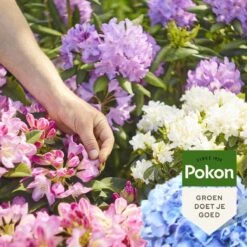 Pokon Rhododendron, Hortensia & Azalea Mest - 1kg - Meststof - 3-in-1 Werking 11 Pokon Rhododendron, Hortensia & Azalea Mest - 1kg - Meststof - 3-in-1 Werking -Tuinverzorgings Winkel 1200x1200 204