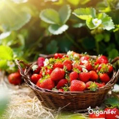 Lavagruis Uit Eifel Oergesteente (20Kg Voor 200m2) Grof Lavameel 0-2mm - Organifer -Tuinverzorgings Winkel 1200x1200 230