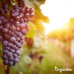 Lavagruis Uit Eifel Oergesteente (20Kg Voor 200m2) Grof Lavameel 0-2mm - Organifer -Tuinverzorgings Winkel 1200x1200 232