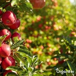 Lavagruis Uit Eifel Oergesteente (20Kg Voor 200m2) Grof Lavameel 0-2mm - Organifer -Tuinverzorgings Winkel 1200x1200 237