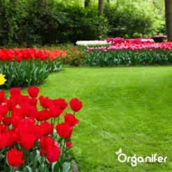 IJzersulfaat Meststof – Mos Verwijderaar – 5kg -Voor 250m2 (organifer) -Tuinverzorgings Winkel 1200x1200 24