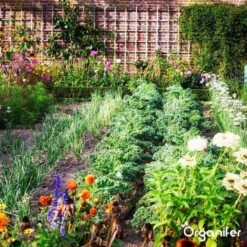 Lavagruis Uit Eifel Oergesteente (20Kg Voor 200m2) Grof Lavameel 0-2mm - Organifer -Tuinverzorgings Winkel 1200x1200 241