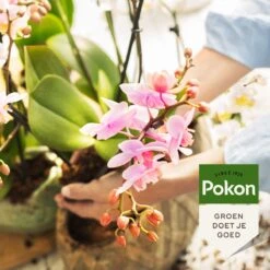 Pokon Orchidee Voeding - 250ml - Plantenvoeding - 10ml Per 1L Water -Tuinverzorgings Winkel 1200x1200 250