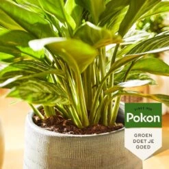 Pokon Groene Planten Voeding - 500ml - Plantenvoeding - 20ml Per 1L Water -Tuinverzorgings Winkel 1200x1200 251