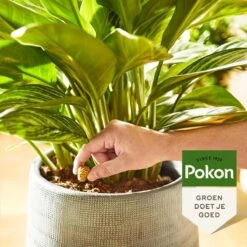 Pokon Kamerplanten Voedingskegels - 10st - Plantenvoeding - 6 Maanden Voeding -Tuinverzorgings Winkel 1200x1200 257
