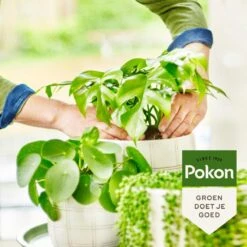 Pokon Bio Groene Planten Voeding - 500ml - Plantenvoeding (bio) - 7ml Per 1L Water 13 Pokon Bio Groene Planten Voeding - 500ml - Plantenvoeding (bio) - 7ml Per 1L Water -Tuinverzorgings Winkel 1200x1200 28