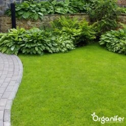 Koemestkorrels 3in1 (20Kg Voor 200m2) Allround Organische Meststof - Direct Opneembare Voeding - Langdurige Werking > 120 Dagen - Geurloos - Verbeterd Bodem - Lavameel Toevoeging - Versterkt Gras En Planten - Organifer 17 Koemestkorrels 3in1 (20Kg Voor 200m2) Allround Organische Meststof - Direct Opneembare Voeding - Langdurige Werking > 120 Dagen - Geurloos - Verbeterd Bodem - Lavameel Toevoeging - Versterkt Gras En Planten - Organifer -Tuinverzorgings Winkel 1200x1200 3