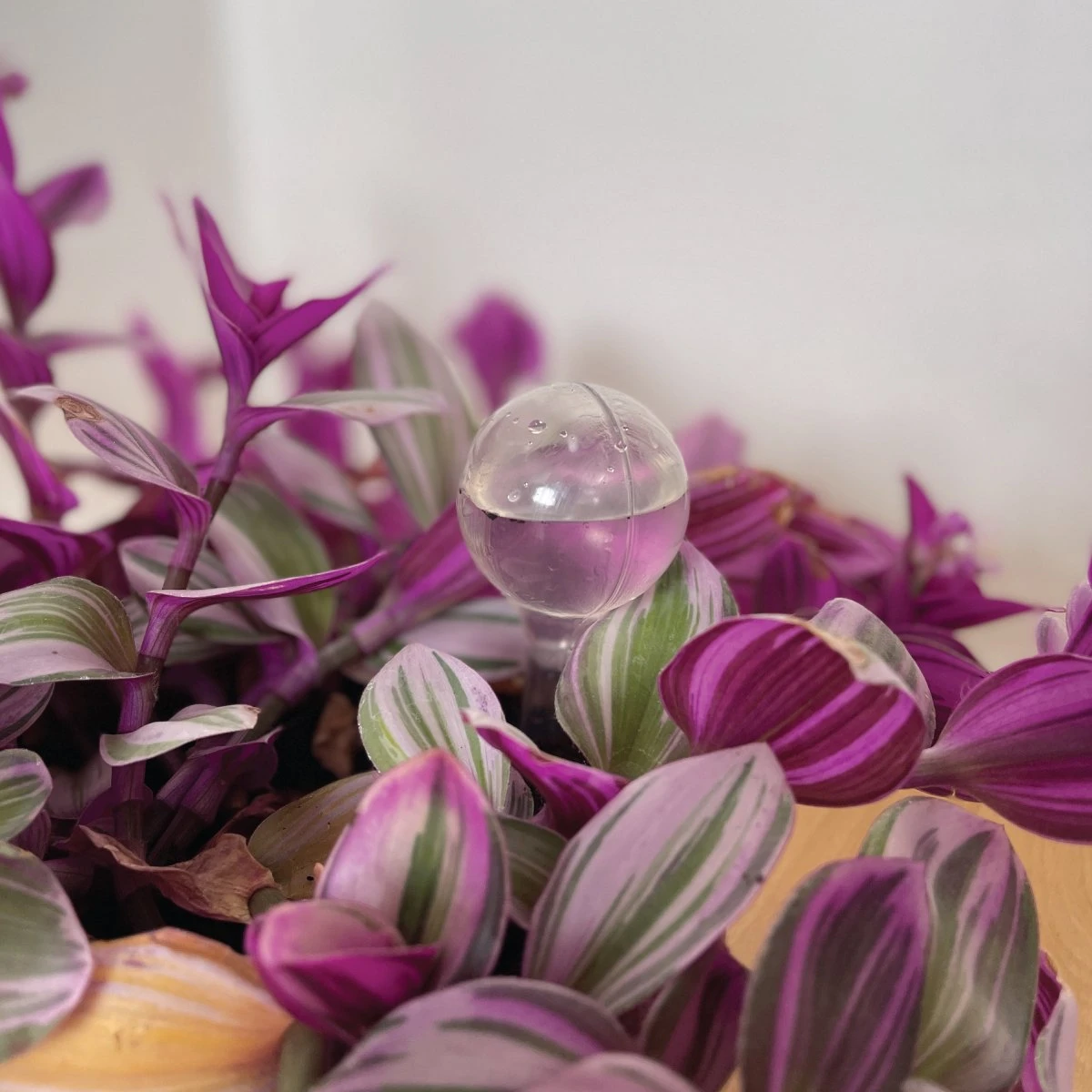 Merkloos JADI - Druppelsysteem - Waterdruppelaar Voor Uw Planten - Set Van 6 Stuks - 3 Grote & 3 Kleine - Transparante Waterbollen 5 Merkloos JADI - Druppelsysteem - Waterdruppelaar Voor Uw Planten - Set Van 6 Stuks - 3 Grote & 3 Kleine - Transparante Waterbollen - Afbeelding 3