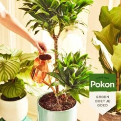 Pokon Kamerplanten Voeding - 1l - Plantenvoeding - 20ml Per 1L Water -Tuinverzorgings Winkel 1200x1200 38