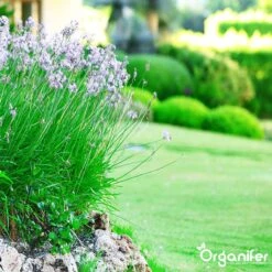 Lavameel Uit Eifel Oergesteente (20Kg Voor 200m2) Organifer -Tuinverzorgings Winkel 1200x1200 42