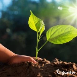 Koemestkorrels 3in1 (20Kg Voor 200m2) Allround Organische Meststof - Direct Opneembare Voeding - Langdurige Werking > 120 Dagen - Geurloos - Verbeterd Bodem - Lavameel Toevoeging - Versterkt Gras En Planten - Organifer 19 Koemestkorrels 3in1 (20Kg Voor 200m2) Allround Organische Meststof - Direct Opneembare Voeding - Langdurige Werking > 120 Dagen - Geurloos - Verbeterd Bodem - Lavameel Toevoeging - Versterkt Gras En Planten - Organifer -Tuinverzorgings Winkel 1200x1200 5