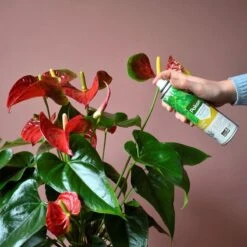 Pokon Bladglans 600ml -Tuinverzorgings Winkel 1200x1200 54