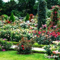 Koemestkorrels 3in1 (20Kg Voor 200m2) Allround Organische Meststof - Direct Opneembare Voeding - Langdurige Werking > 120 Dagen - Geurloos - Verbeterd Bodem - Lavameel Toevoeging - Versterkt Gras En Planten - Organifer 20 Koemestkorrels 3in1 (20Kg Voor 200m2) Allround Organische Meststof - Direct Opneembare Voeding - Langdurige Werking > 120 Dagen - Geurloos - Verbeterd Bodem - Lavameel Toevoeging - Versterkt Gras En Planten - Organifer -Tuinverzorgings Winkel 1200x1200 6