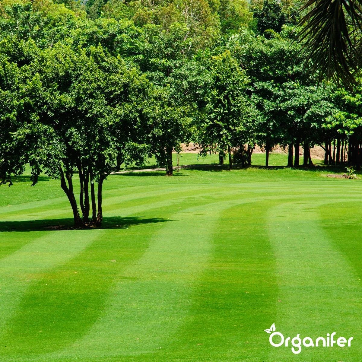 Kalk Korrel Meststof Verrijkt Met Magnesium (5Kg - Voor 100m2) Voor Dieper Bladgroen (+PH) Speciaal Voor Gazon, Perken, Moestuin En Openbaar Groen - Organifer 14 Kalk Korrel Meststof Verrijkt Met Magnesium (5Kg - Voor 100m2) Voor Dieper Bladgroen (+PH) Speciaal Voor Gazon, Perken, Moestuin En Openbaar Groen - Organifer - Afbeelding 12